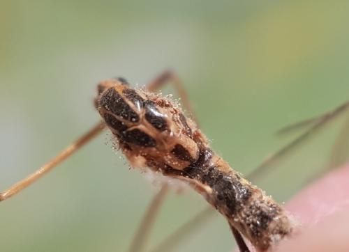 Nephrotoma appendiculata